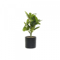Decorative Plant DKD Home Decor Black Green PVC EVA (16 x 18 x 32 cm)