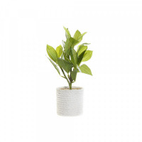 Decorative Plant DKD Home Decor White Green PVC EVA (23 x 23 x 30 cm)