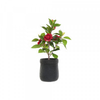Decorative Plant DKD Home Decor Black Red Green PVC EVA (23 x 18 x 37 cm)
